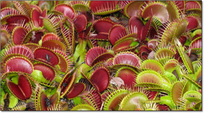 flytraps.jpg